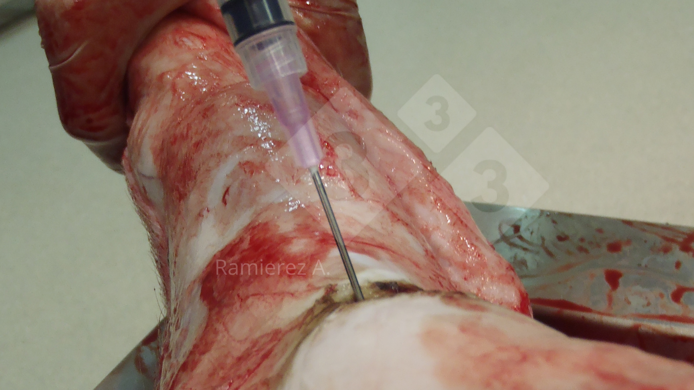 Sampling of the joint fluid from a dead pig